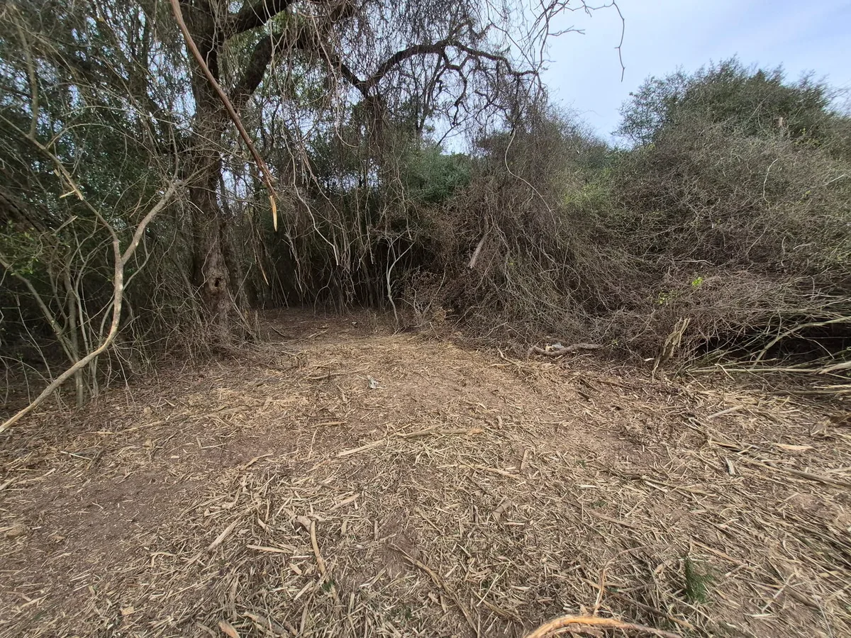 An opening cleared in the brush