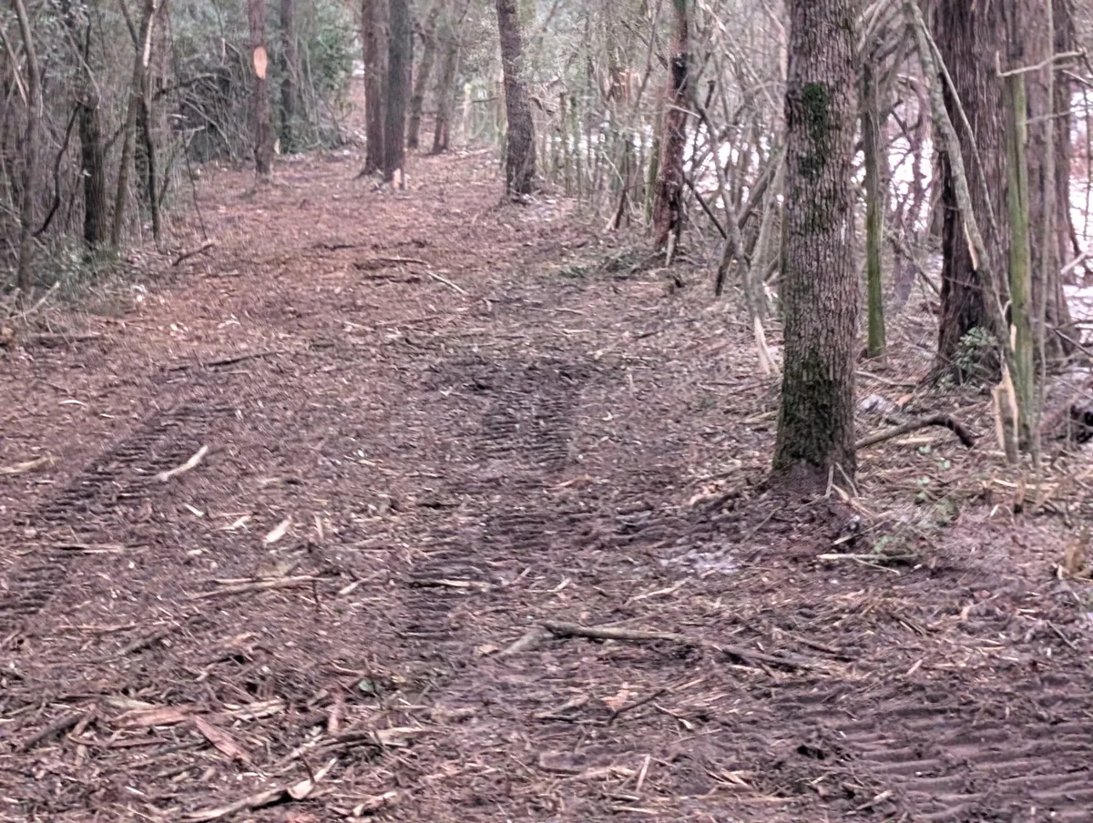 A cleared woodland corridor photographed on a BnB project
