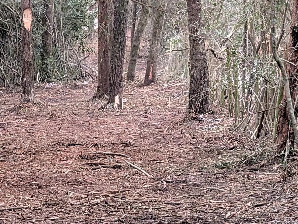 Mulched understory beneath trees